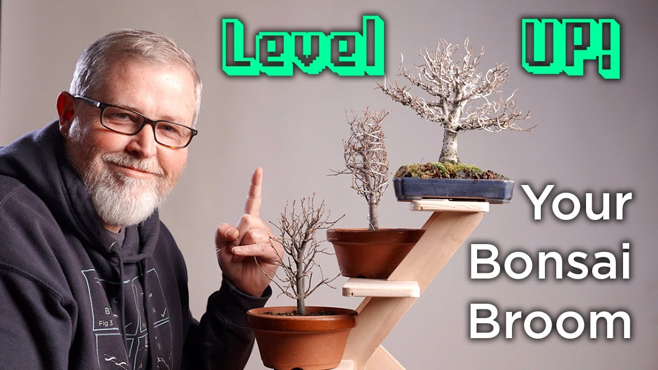 Bonsaify | One Simple Principle to Level UP! your Zelkova Bonsai!
