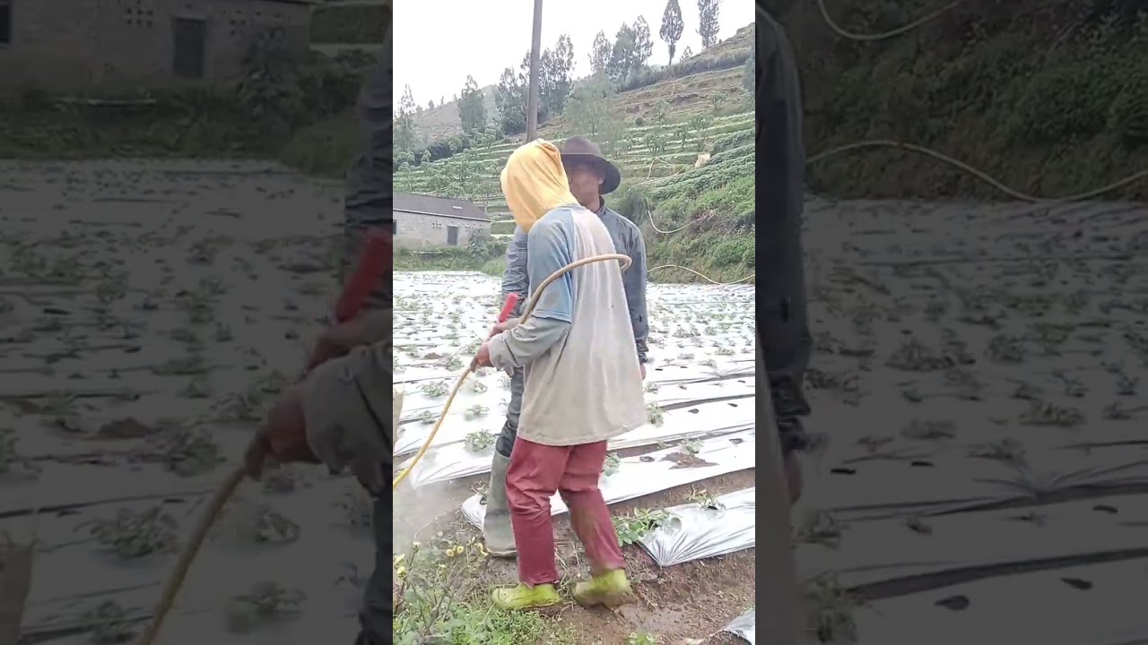 Perkebunan kentang Dieng wonosobo