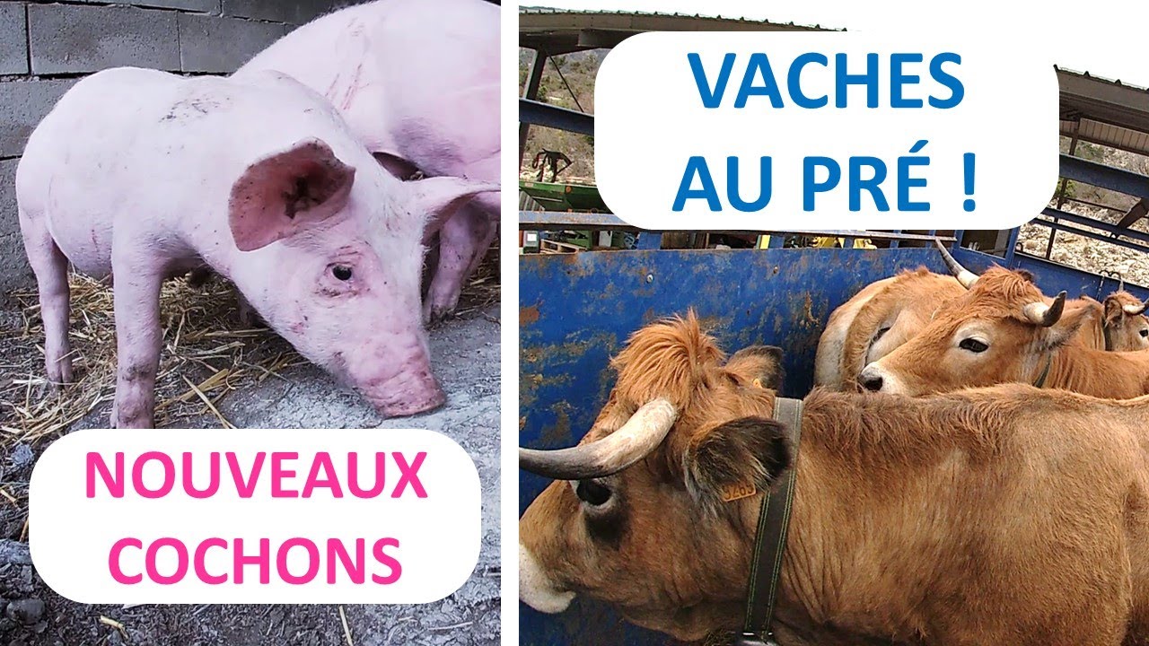 On remet les vaches au pré et on va chercher les nouveaux cochons
