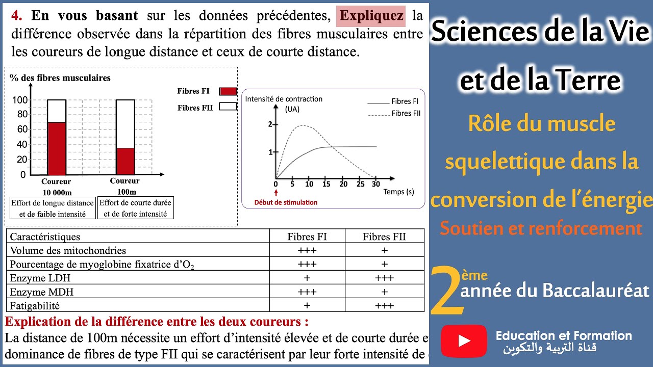 Rôle du muscle strié squelettique dans la conversion de l'énergie : soutien et renforcement - 2Bac
