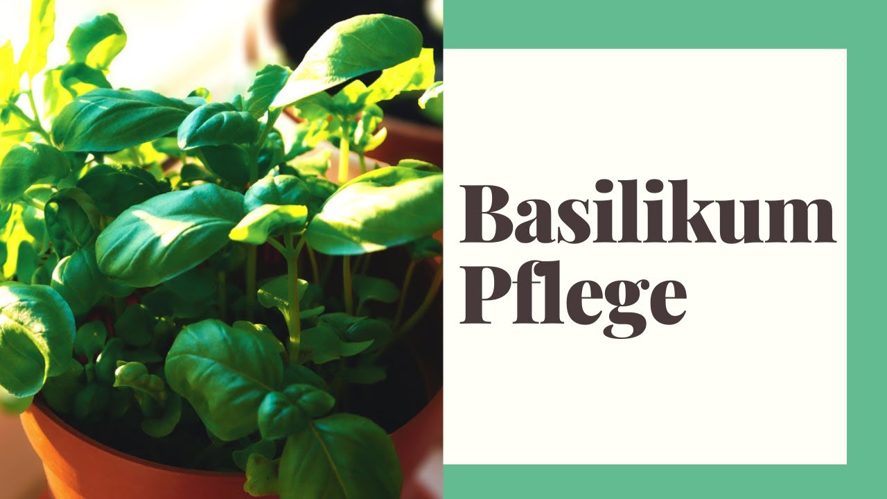 Basilikum Pflege - So machen Sie es richtig!