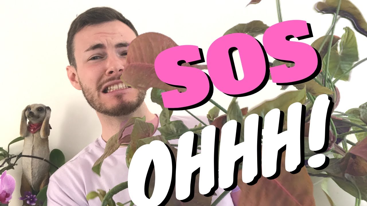 SYNGONIUM ROSA ARRICCIATO E ALLUNGATO | talee, propagazione e rinvaso 😍