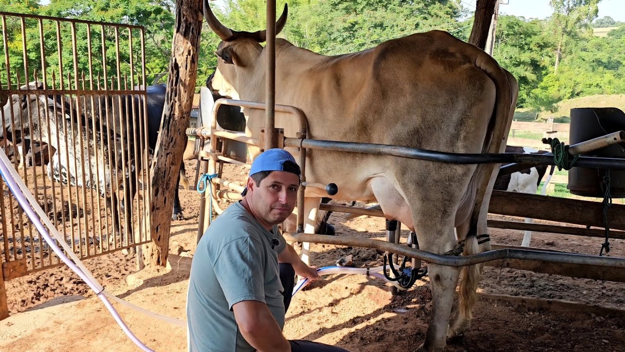 NA PECUÁRIA LEITEIRA VOCÊ PRECISA FORTALECER COM OS OBSTÁCULOS 