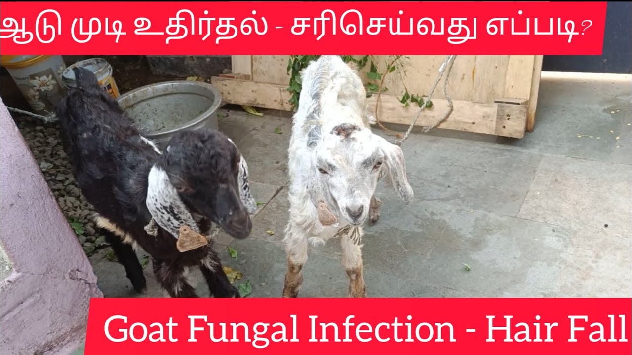 ஆடு முடி உதிர்தல் - சரிசெய்வது எப்படி? || Goat Fungal Infection - Treatment for Hair Fall