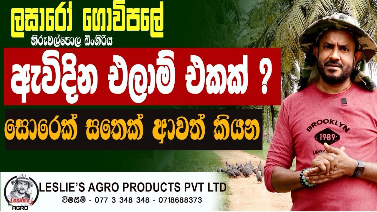 Guinea Fowl | gini kukullu | ගිනි කුකුල්ලු