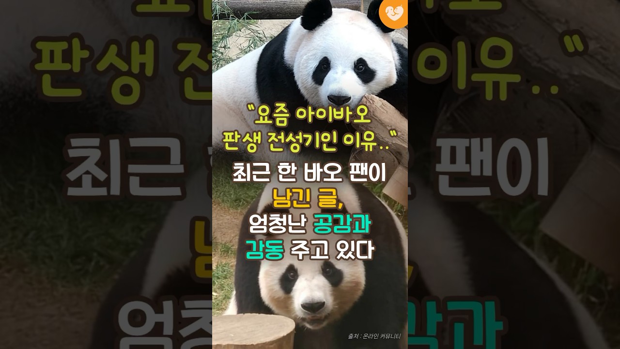 &ldquo;요즘 아이바오 판생 전성기인 이유..&rdquo; 최근 한 바오 팬이 남긴 글, 엄청난 공감과 감동을 주고 있다 #shorts #아이바오 #판다