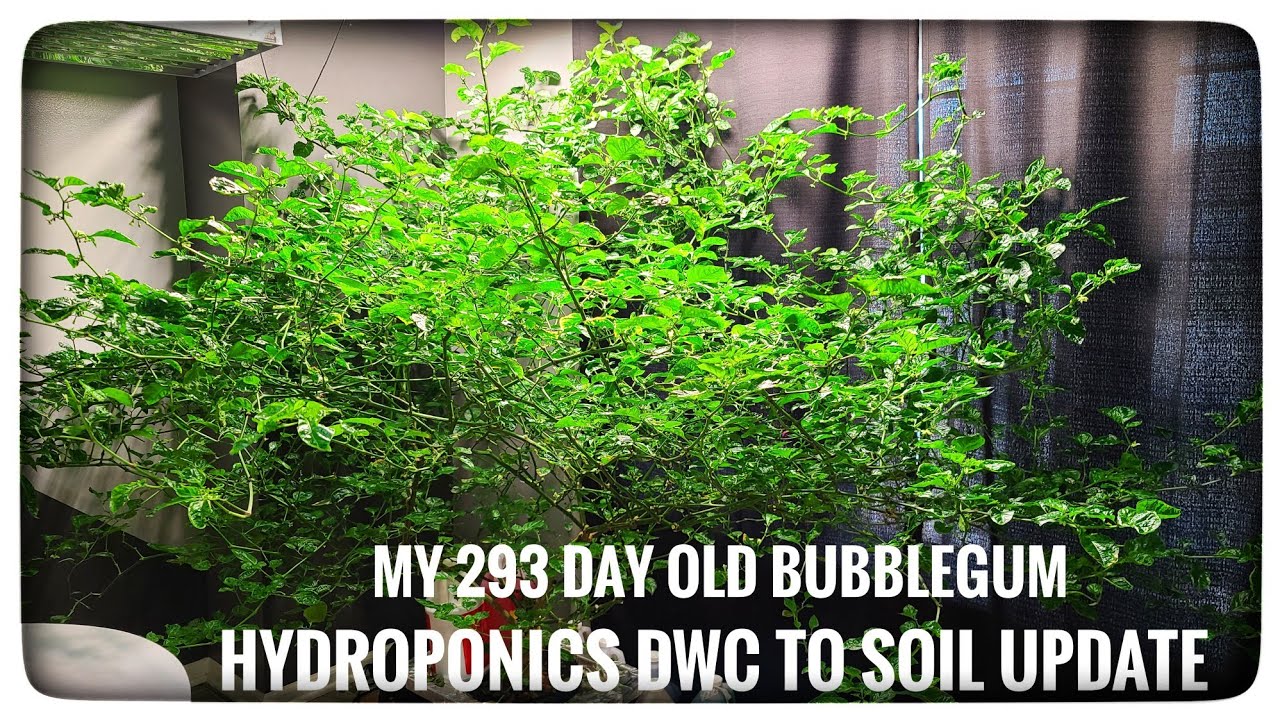 Full Grown Indoor Hydroponic DWC Peppers to Outside Soil Update | 8/26/2020