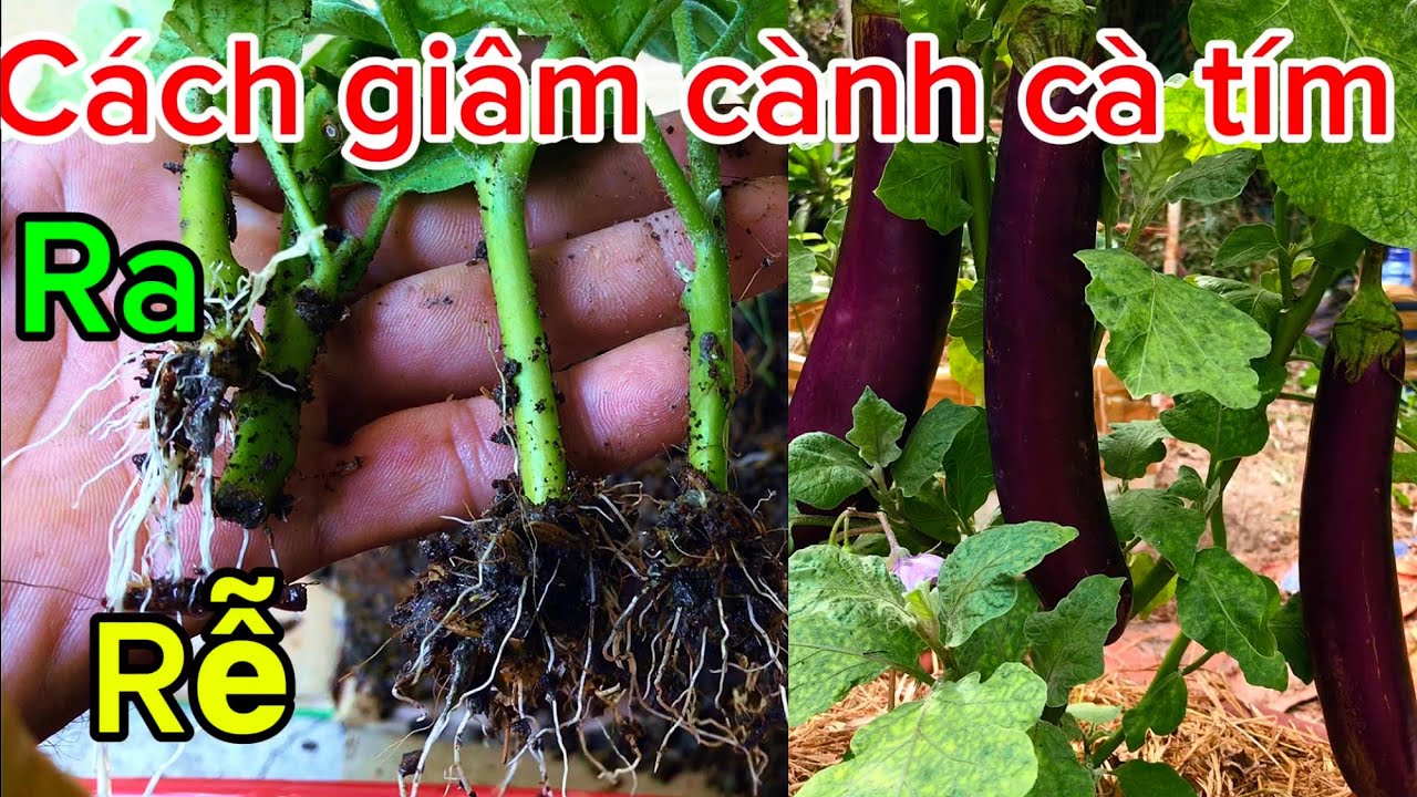 Cách trồng cà tím bằng cành giâm ra trái rất nhiều ít người biết