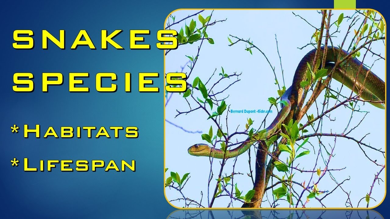 SNAKES BREEDS |HABITATS AND LIFESPAN (#02)