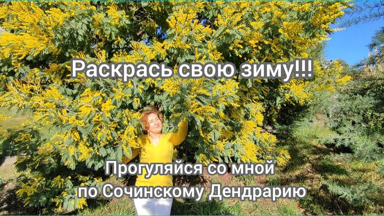 Сочи, Дендрарий, 15 февраля 2026