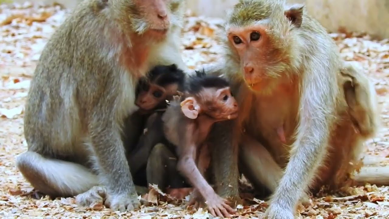 Cute little monkey hanging out with mom / Cute Macaque