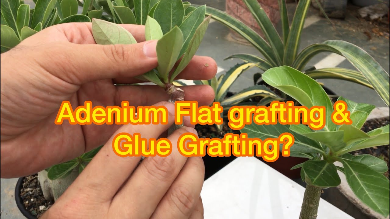 Easy way to graft adenium- Adenium Flat Grafting &(glue?)