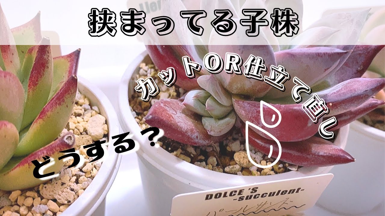 子株が沢山！カットしたり小さい子株は仕立て直ししました【多肉植物/エケベリア】