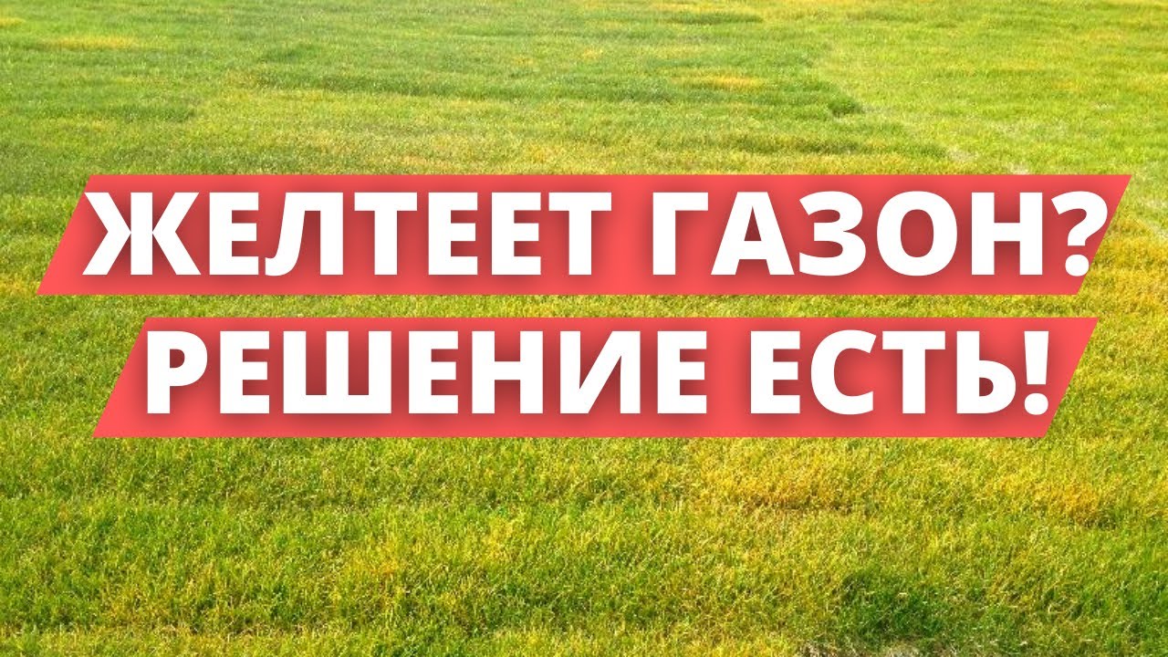 ГАЗОН ТРЕБУЕТ! | Что делать, если пожелтел газон?