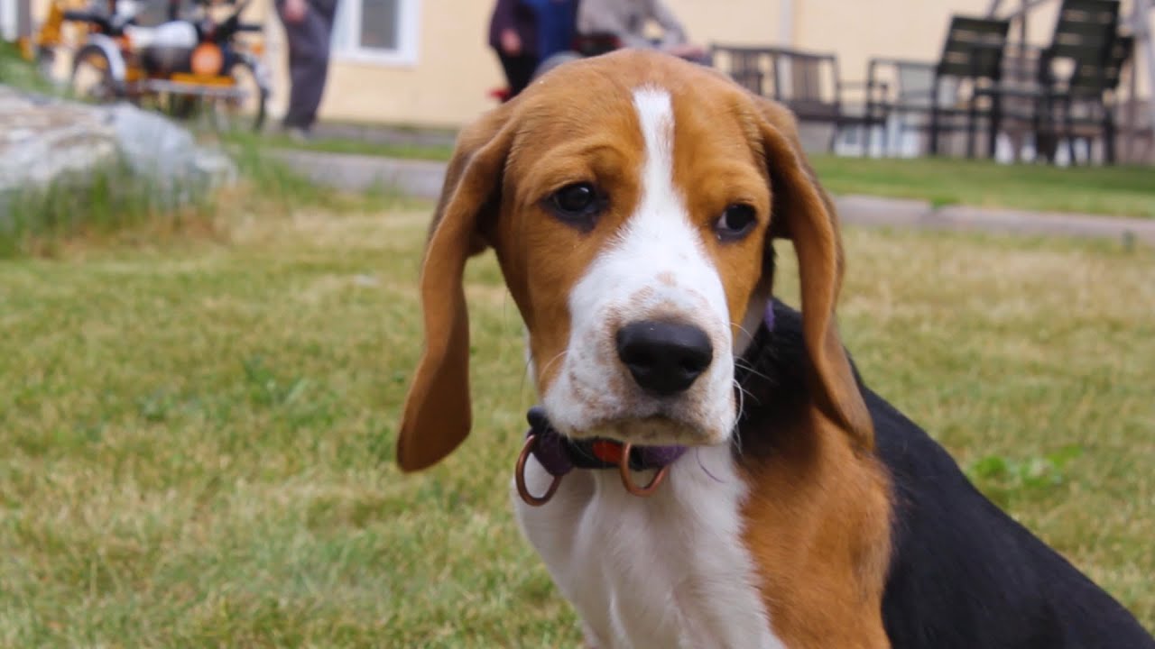 Yk&auml;-beagle ty&ouml;harjoittelussa.