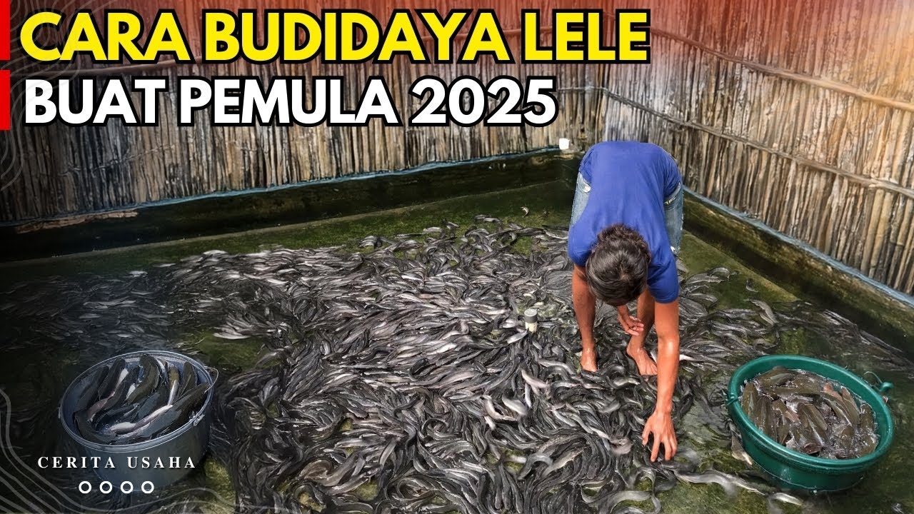 CARA BUDIDAYA LELE BUAT PEMULA UNTUK BISNIS 2025 | KISAH INSPIRATIF