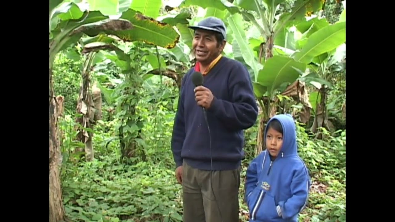 Cultivo del platano en Bolivia