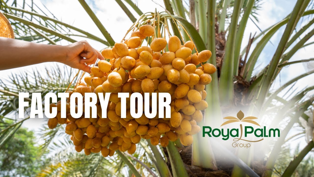 Dates processing & packing | Dates factory tour