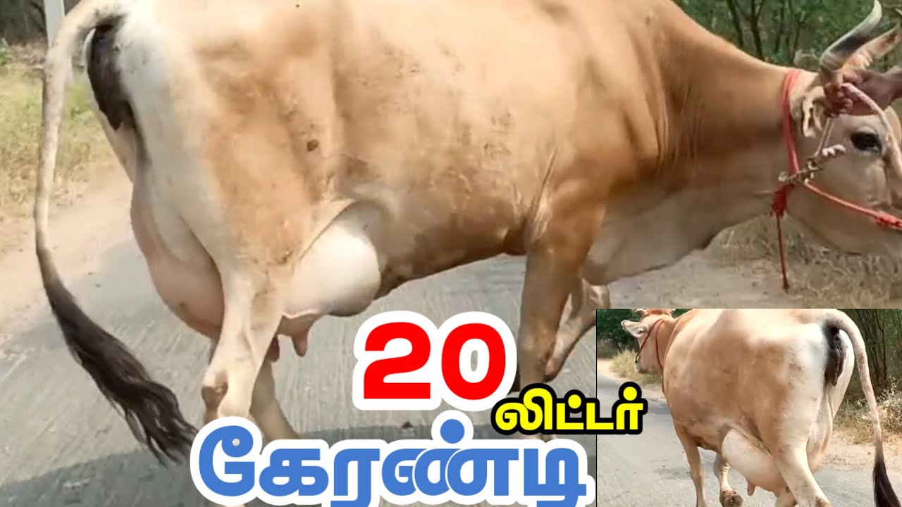 20லிட்டர் கறவை திறன் கொண்ட ஜெர்சி சினை மாடு விற்பனைக்கு வந்துள்ளது மூன்றாம் ஈத்து மாடு #Jersey #cow
