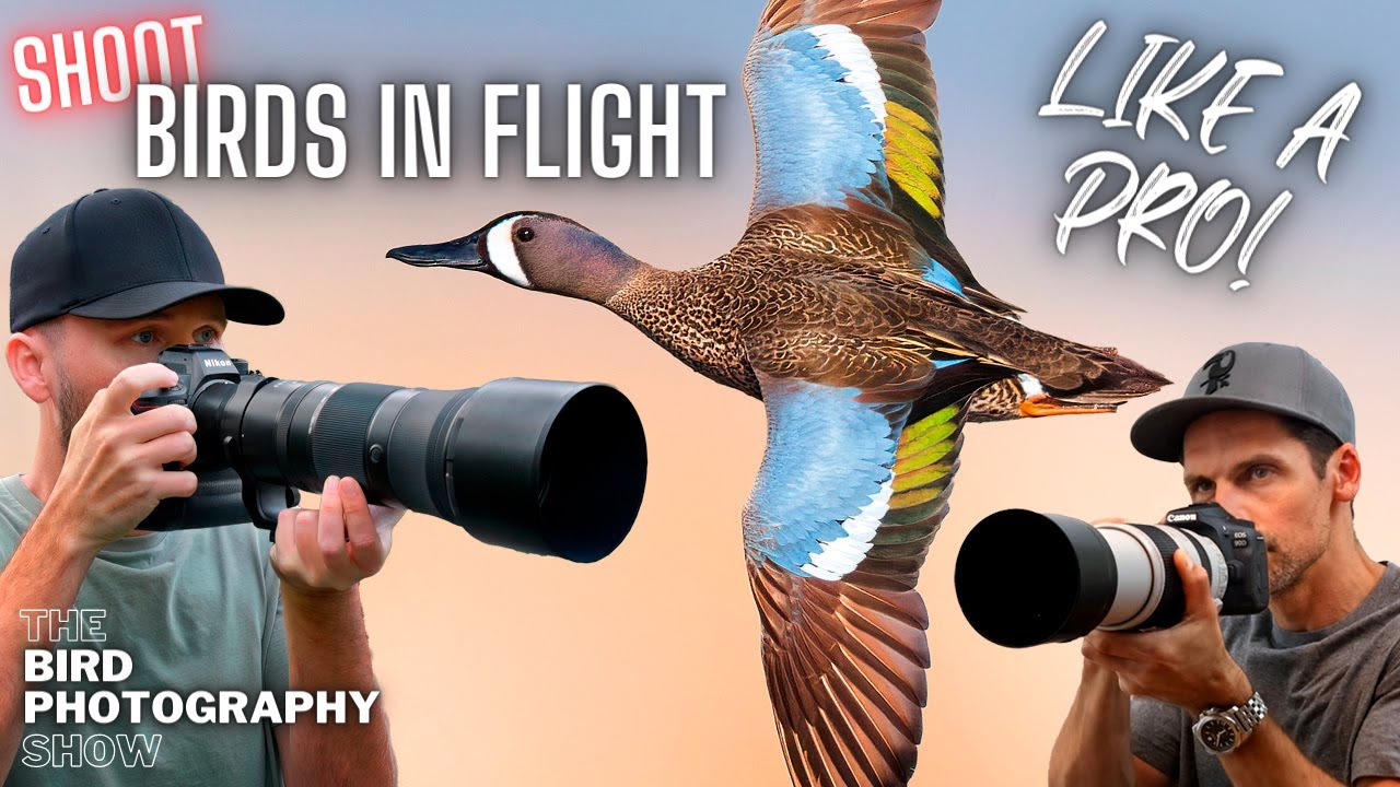 NOT Getting Great BIRDS IN FLIGHT Photos? Here's What To Do!