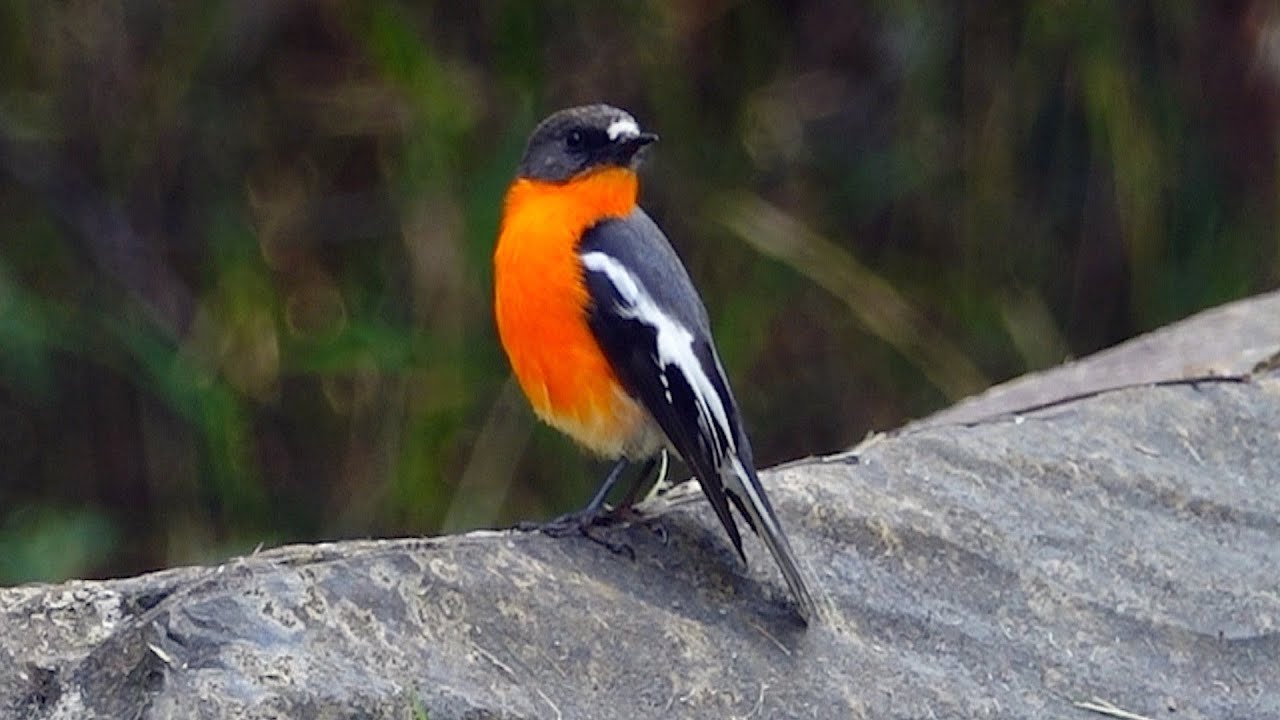 AUSTRALIAN BIRDS Birding Coastal Victoria by Alana and Greg Dare