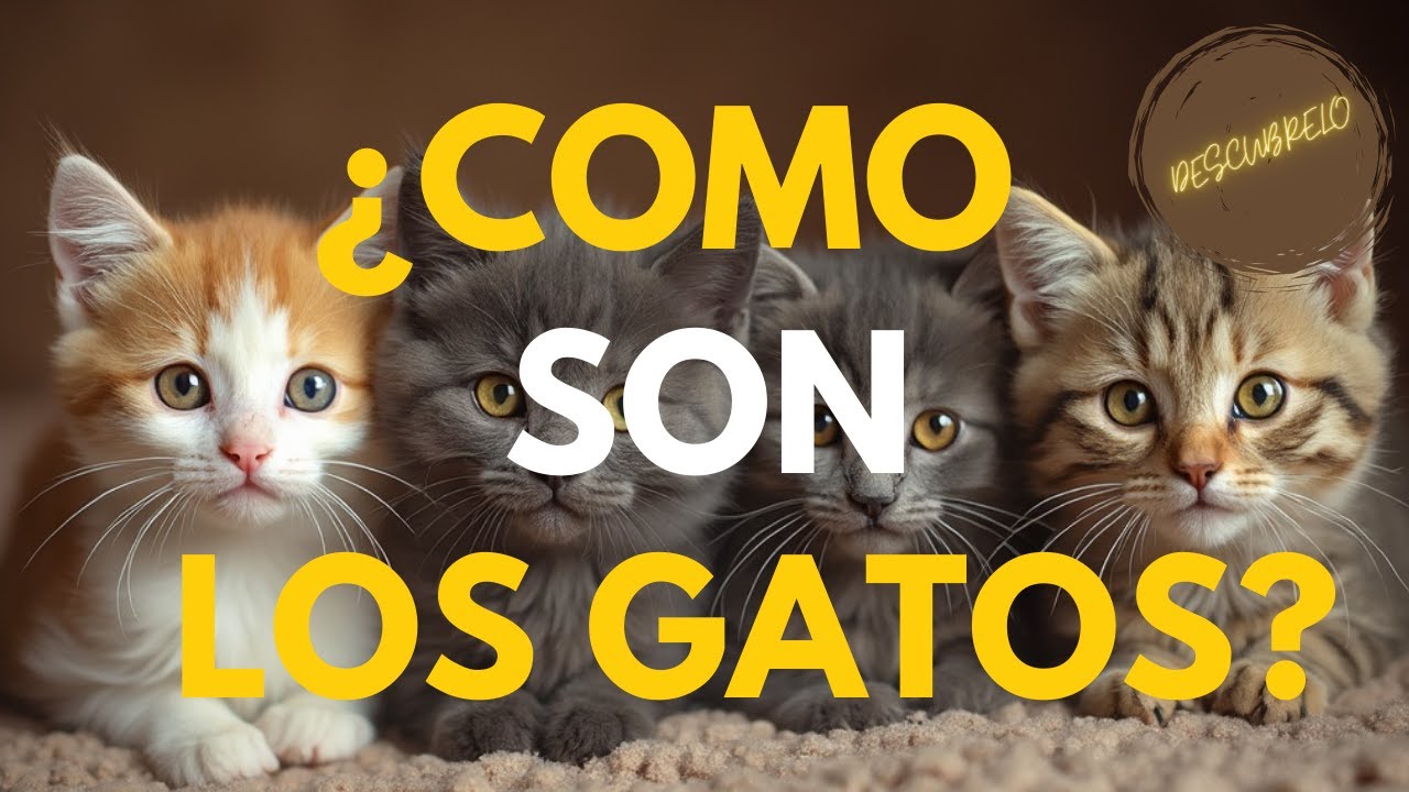 SI TIENES UN GATO ES IMPRESCINDIBLE QUE SEPAS ESTO | Encantadora de Gatos