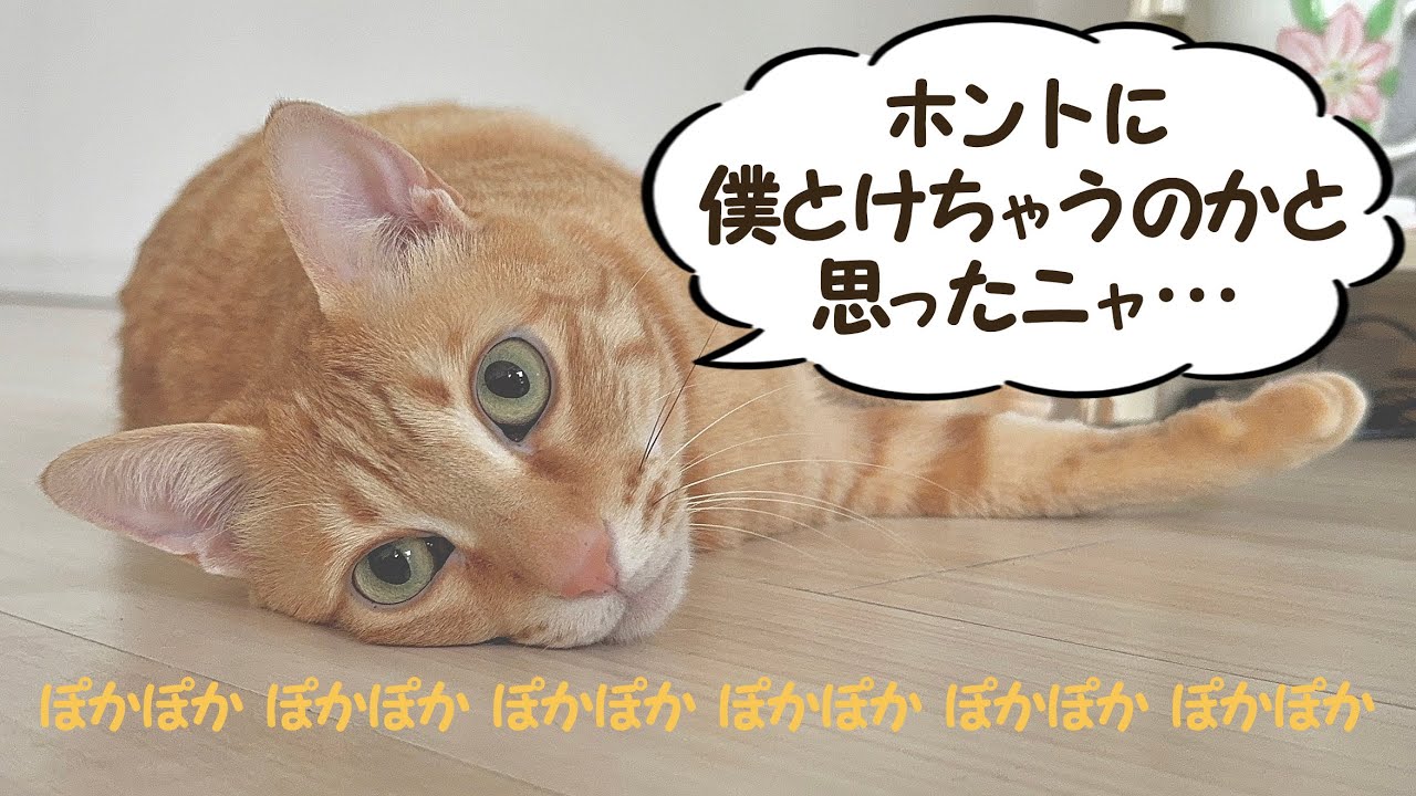 茶トラ猫 チャチャ丸の日常「ぽかぽか床暖房で溶けちゃいそうなチャチャ丸君💕」- Chachamaru (Orange tabby) daily life -