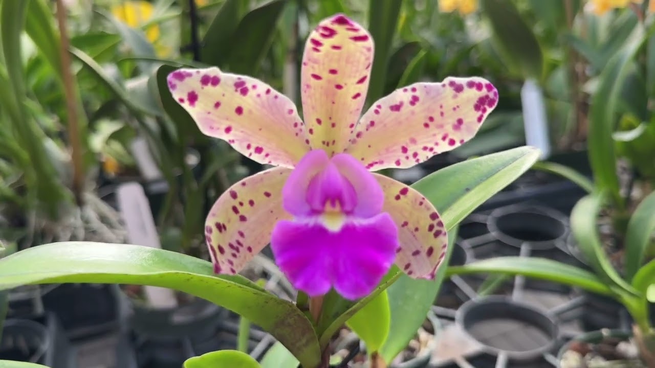 A visit to Palmer Orchids February 24 26