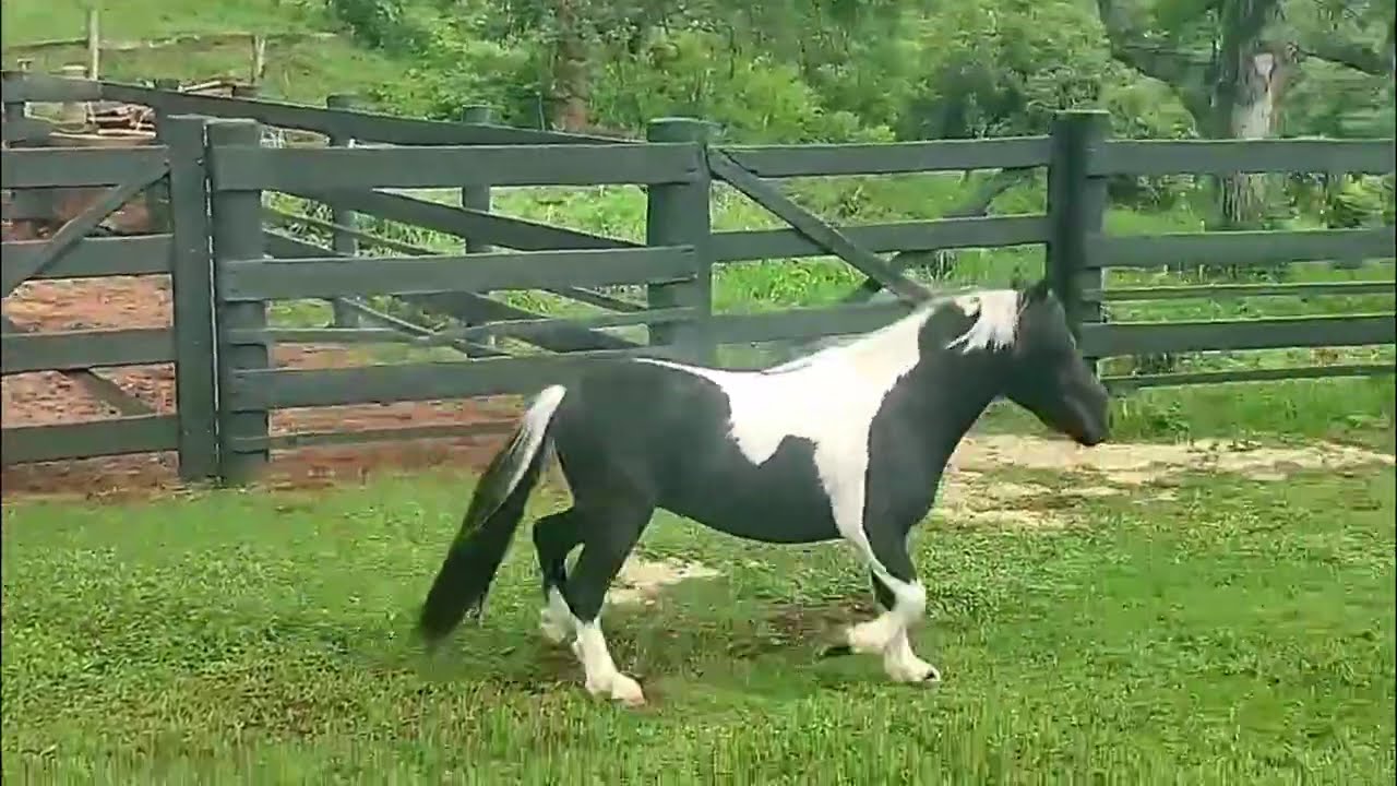 10  Avaré Xicotinho homozigoto