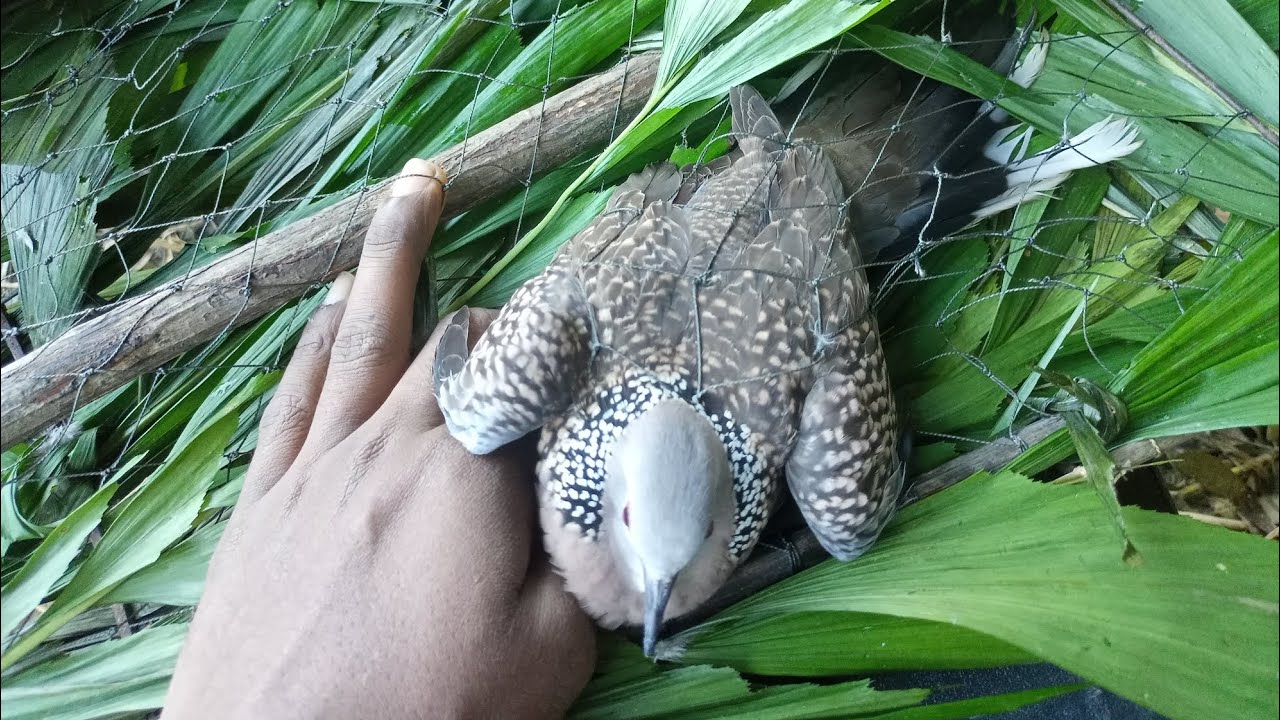 সরাসরি শিকার ও ডাবল ঘুঘুর ফাঁদ কিভাবে গাছে তুলতে হয় তাই নিয়ে আজকের এই ভিডিও।