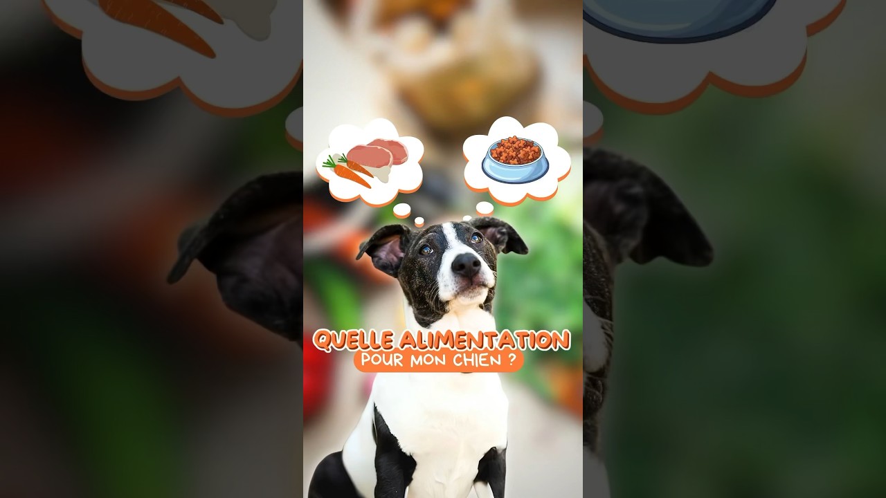 Quelle alimentation choisir pour son chien ?