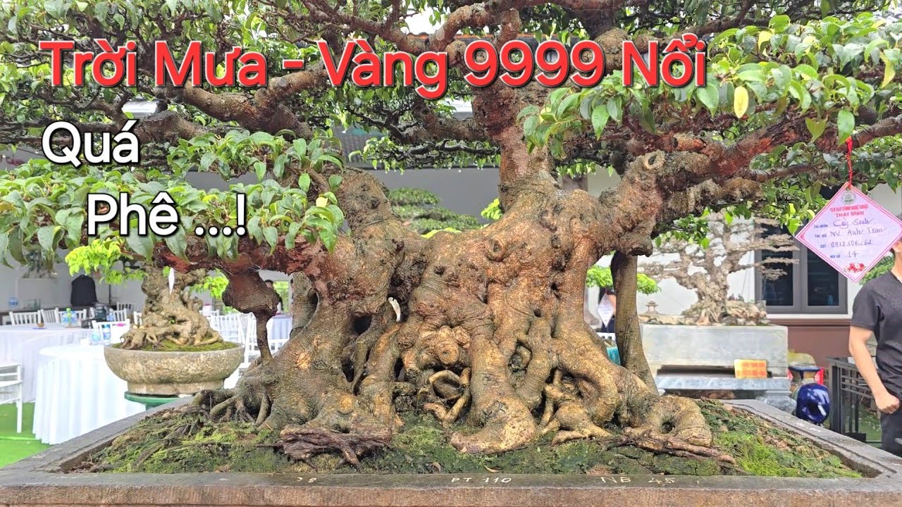 THÍCH THÚ khi ngắm GIÀN CÂY QUÝ lúc trời mưa ĐẶC BIỆT QUÁ - VÀNG 9999 NGẮM ĐÃ MẮT - TL THÁI BÌNH .