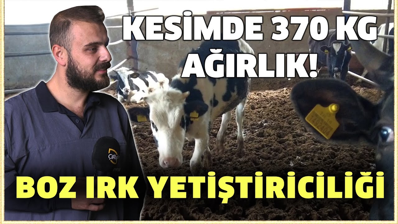 Boz Irk Yetiştiriciliği / KESİMDE 370 KG AĞIRLIK! - Bilinçli Hayvancılık
