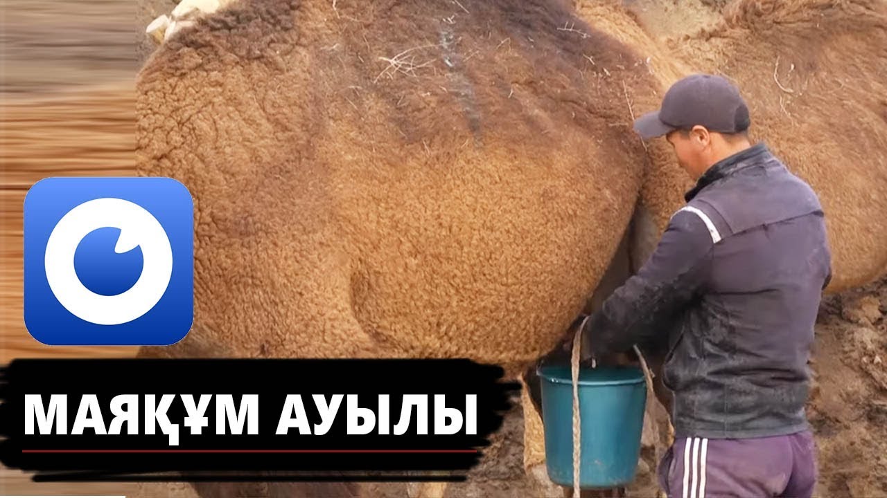 МАЯҚҰМ - шұбат, жылыжай, шипалы  монша, көпбалалы отбасы/ Ауылдар бағдарламасы