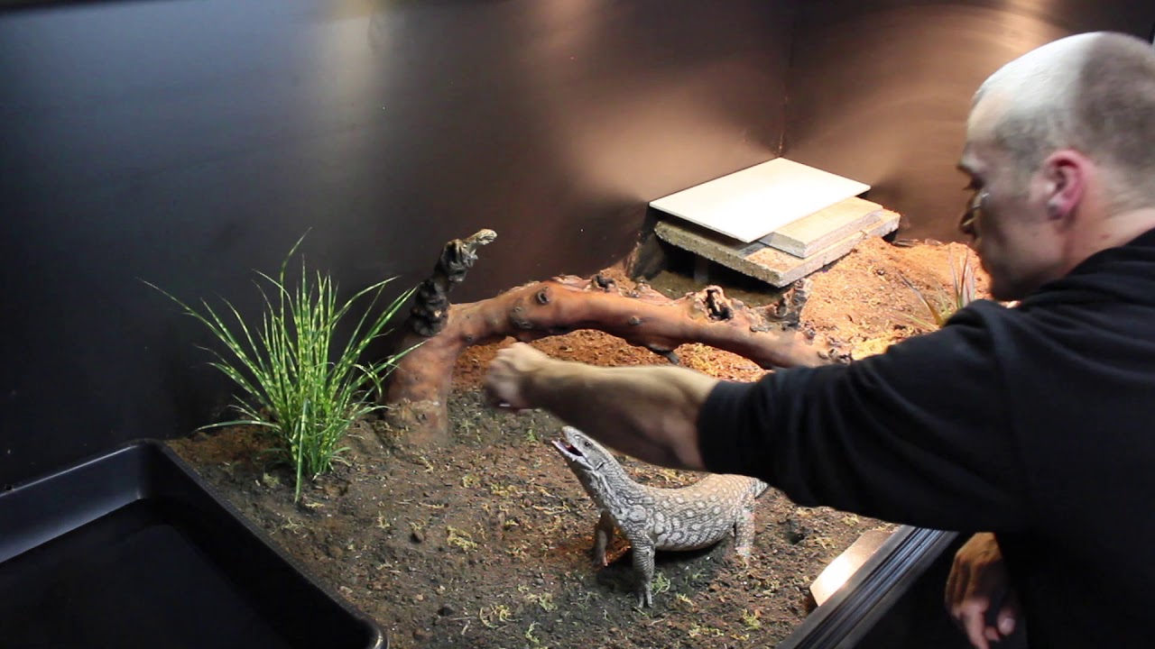 Luda The Savannah Monitor Gets A New Enclosure