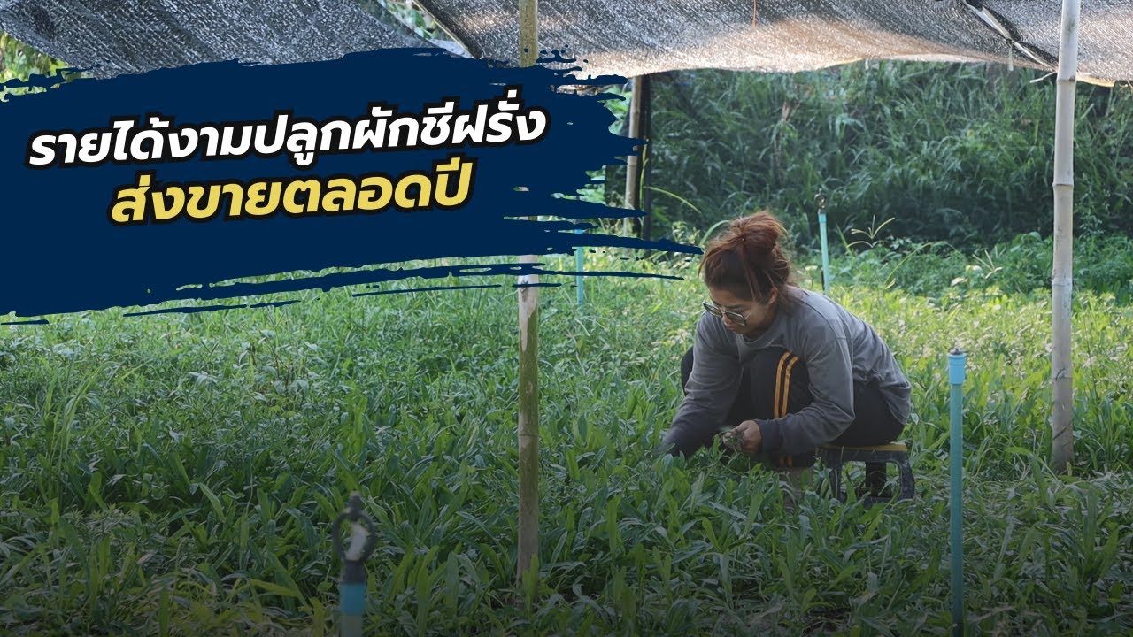 ปลูกผักชีฝรั่งขายตลอดปีรายได้งาม
