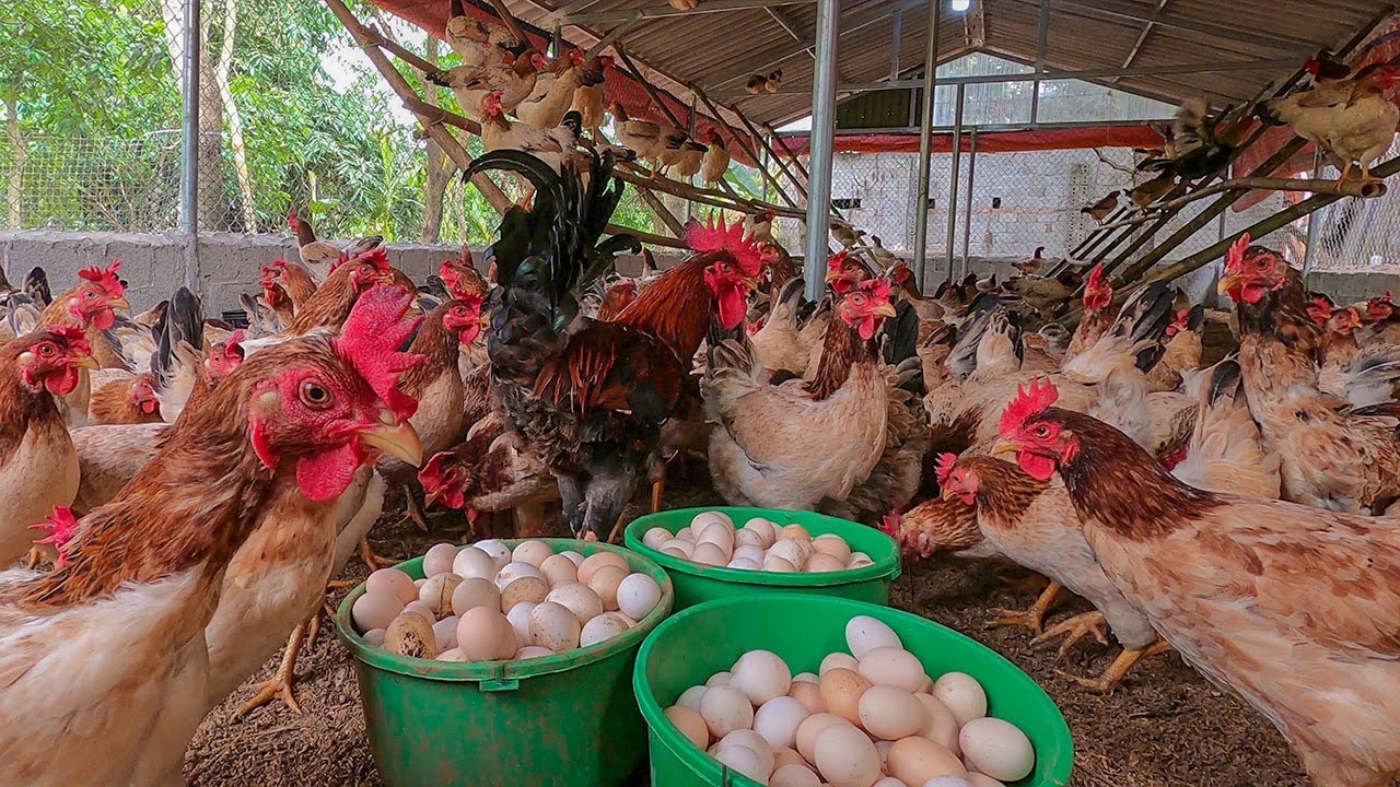 How to Raise Egg Laying Hens - Egg Harvesting - Daily Work on A Chicken Farm