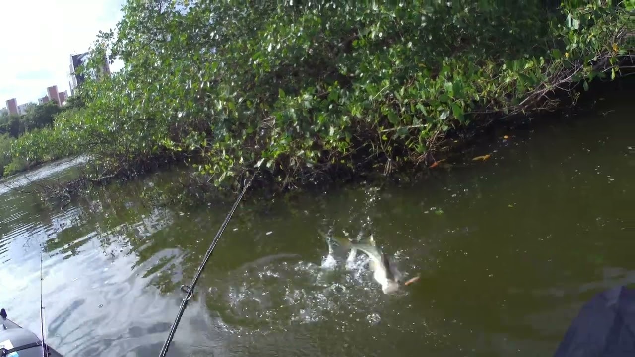 Robalinhos no Plug - Isca Tapinha Kv