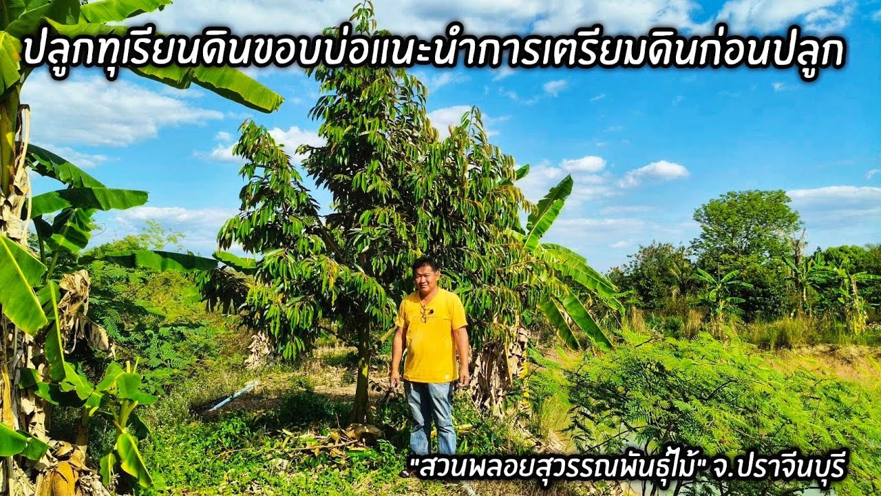 ปลูกทุเรียนดินขอบบ่อแนะนำวิธีการเตรียมดินก่อนปลูก 