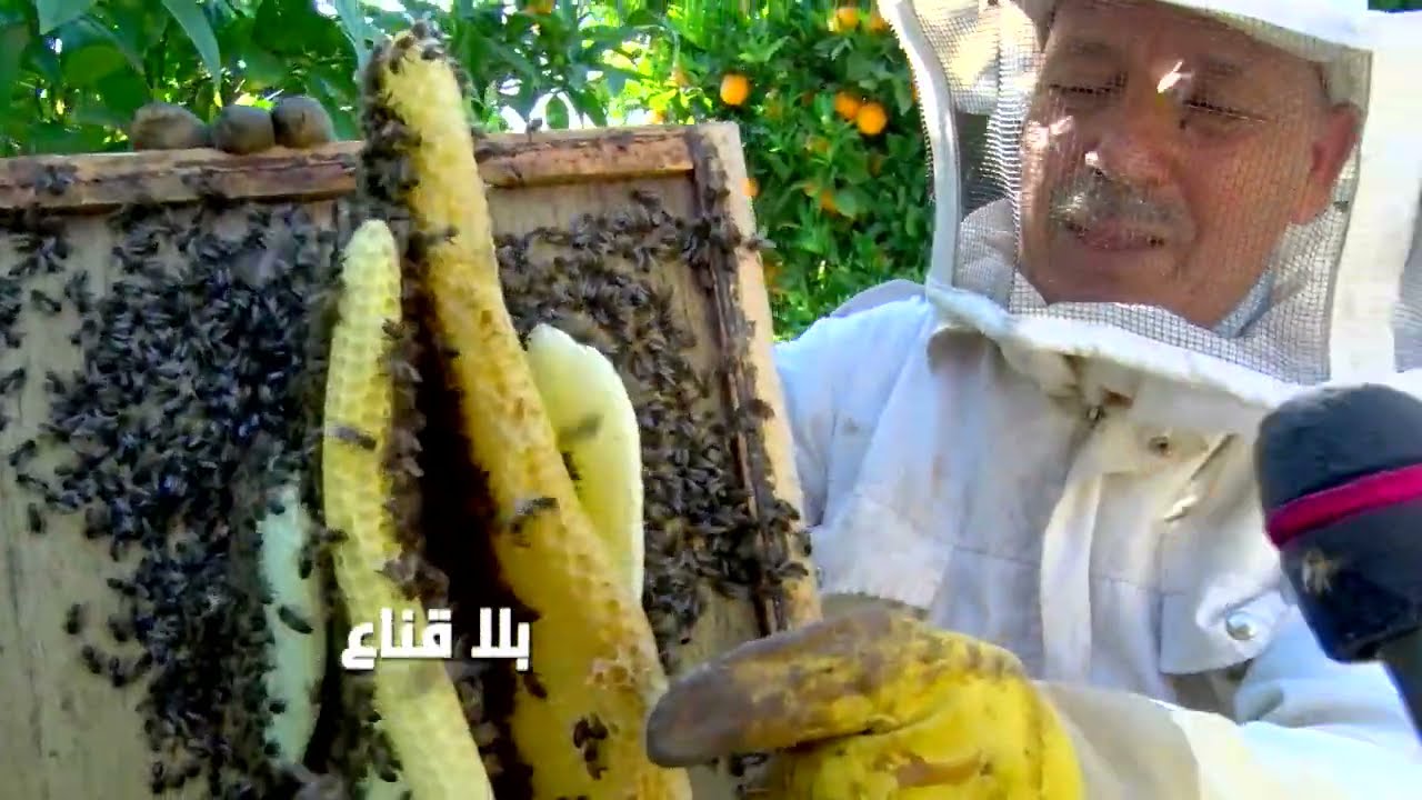 bila kinaa|كيف يصنع النحل العسل الطبيعي ؟؟ أسرار جديدة وعجيبة و لقطات فيديو رائعة