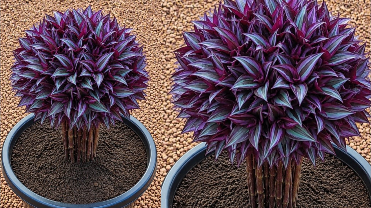 Wandering jew plant full Growth update  #You Tobe gardening #Home garden 