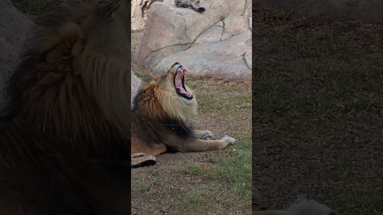 Lion El Paso zoo and botanical gardens