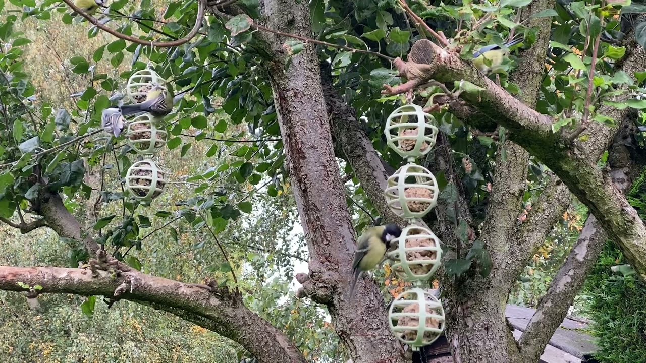 Watch birds feeding Fatballs from the Grumpy Gardener Garland Fat ball Bird Feeder