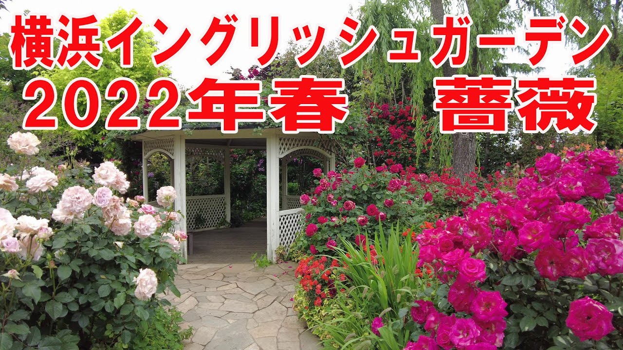横浜イングリッシュガーデン　2022年　春バラ　YOKOHAMA ENGLISH GARDEN  (SPRING ROSE)