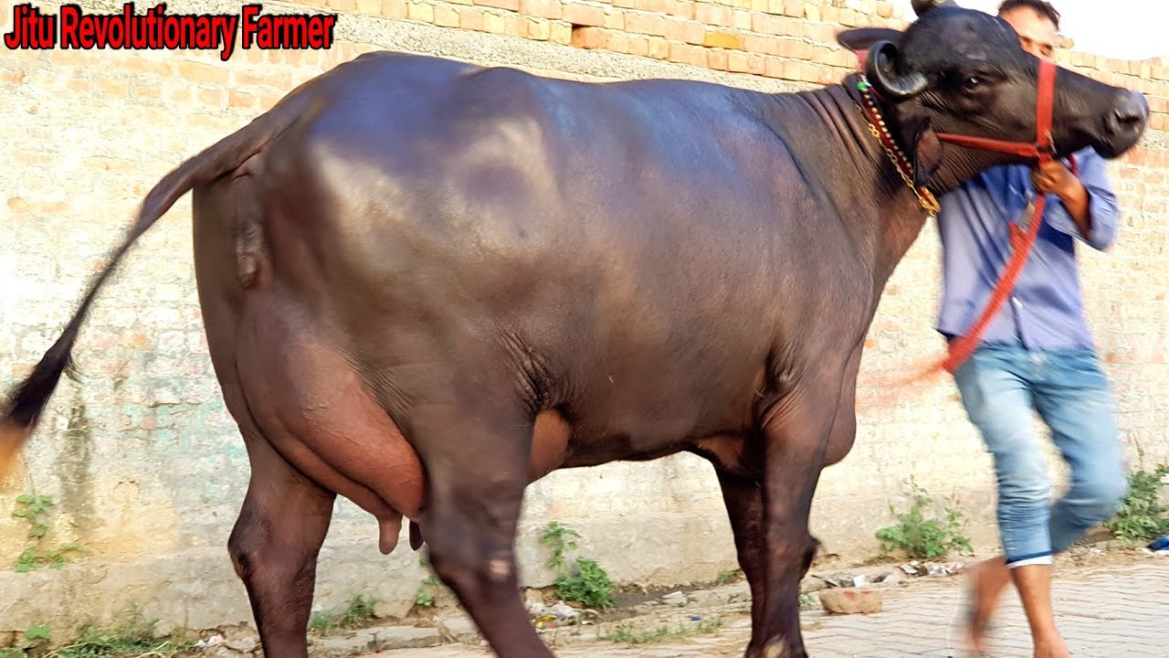 👌27Kg Milk -Super Murrah (शानदार मुर्राह) -from Monvir Kundu's Farm👍.