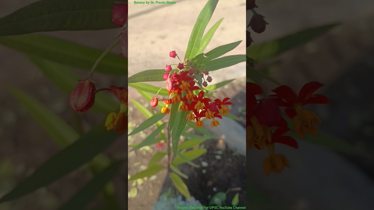 Asclepias curassavica - Apocynaceae Family - Ornamental Plant #asclepius #apocynaceae #ornamental