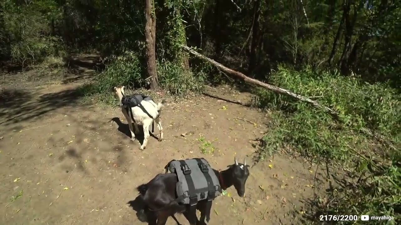 Goat hike and picnic lunch - 10/4/21