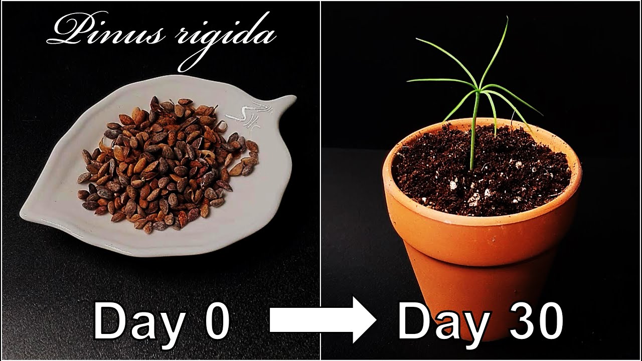 How to grow Pitch pine tree｜Germination of pine｜Growing pine tree｜How to grow #45 Pitch pine｜Eng Sub