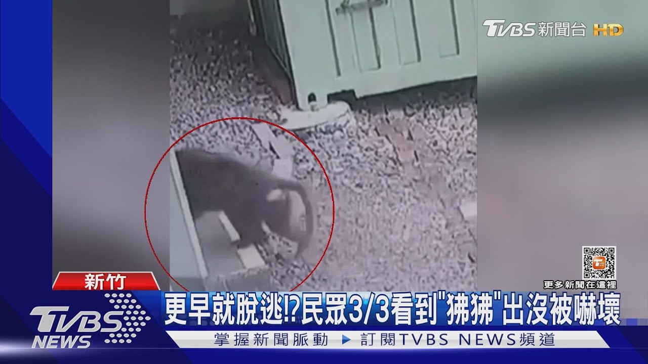 下雨遊客減 六福村關「野生動物區」看嘸狒狒｜TVBS新聞@TVBSNEWS01