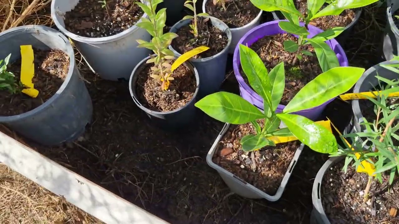 February garden 2026, with Astrid